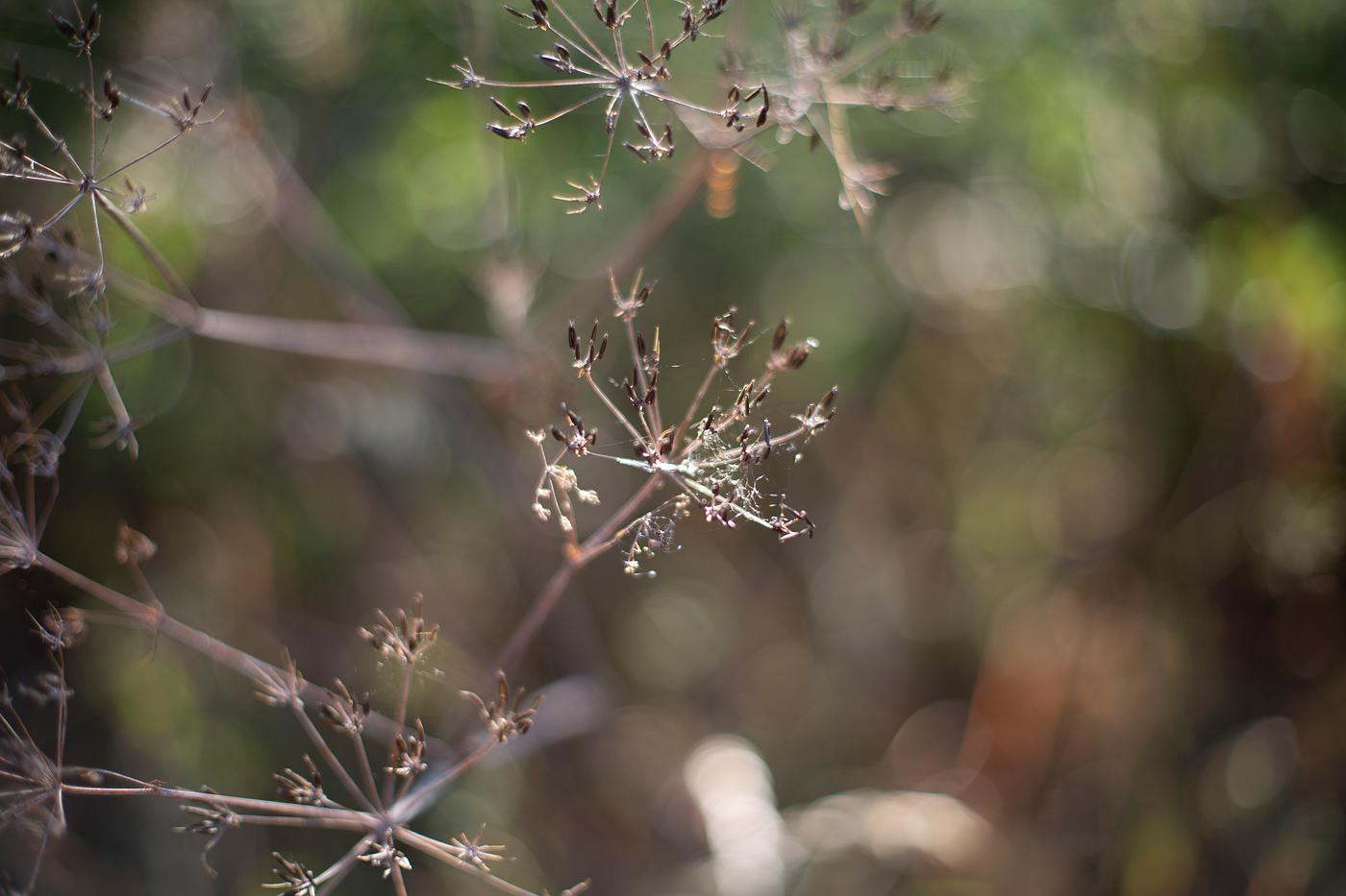 Dry flowers in wintertime Dry flowers in wintertime