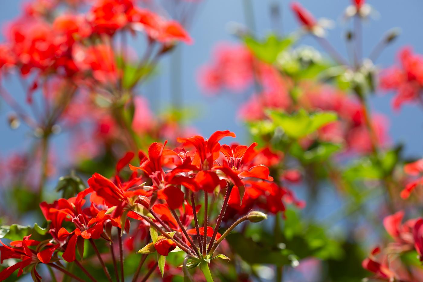 Crocosmia lucifer blooming Crocosmia lucifer blooming
