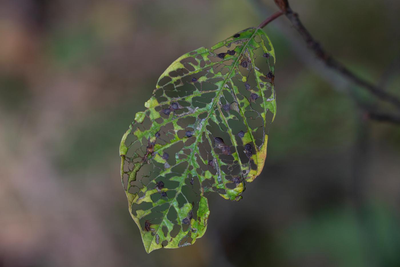Eaten leaf Eaten leaf