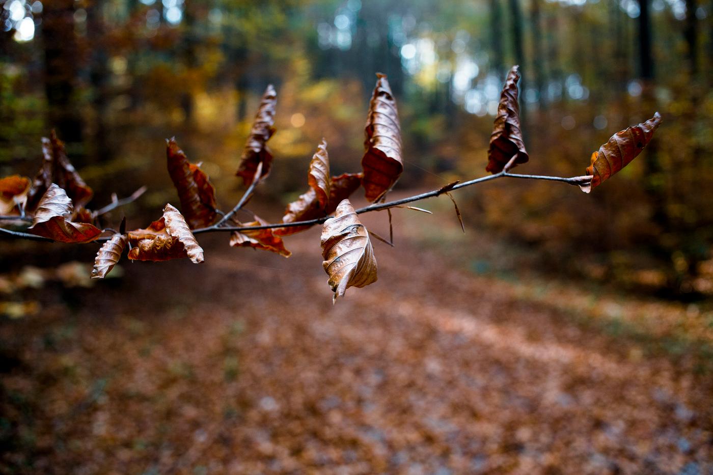 Crisp autumn leaves in the forest Crisp autumn leaves in the forest