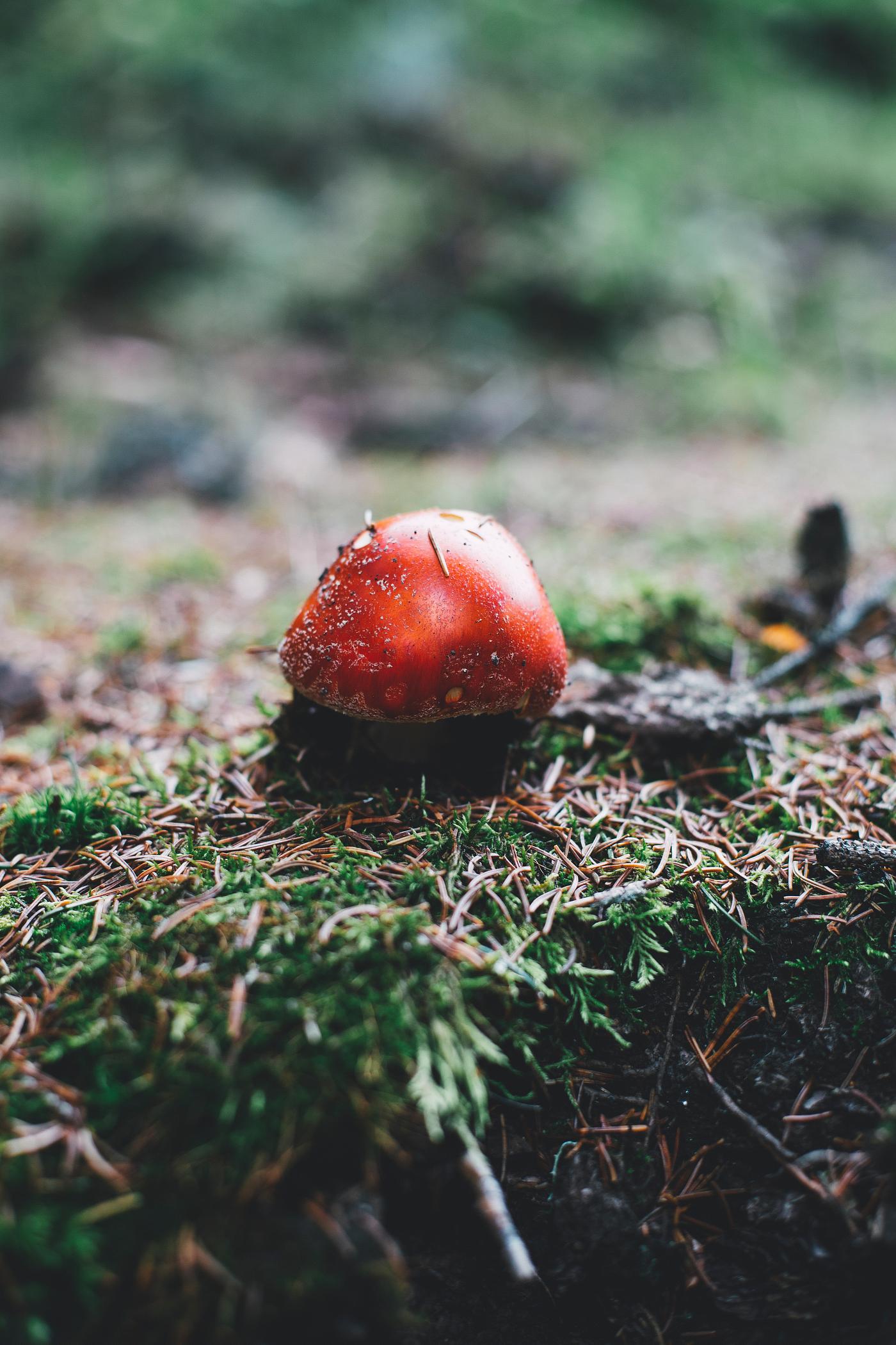 Red toadstool above the ground Red toadstool above the ground