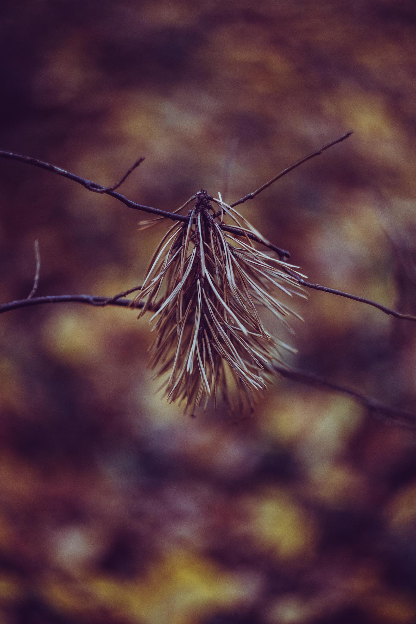 Fallen dried flower on a branch Fallen dried flower on a branch