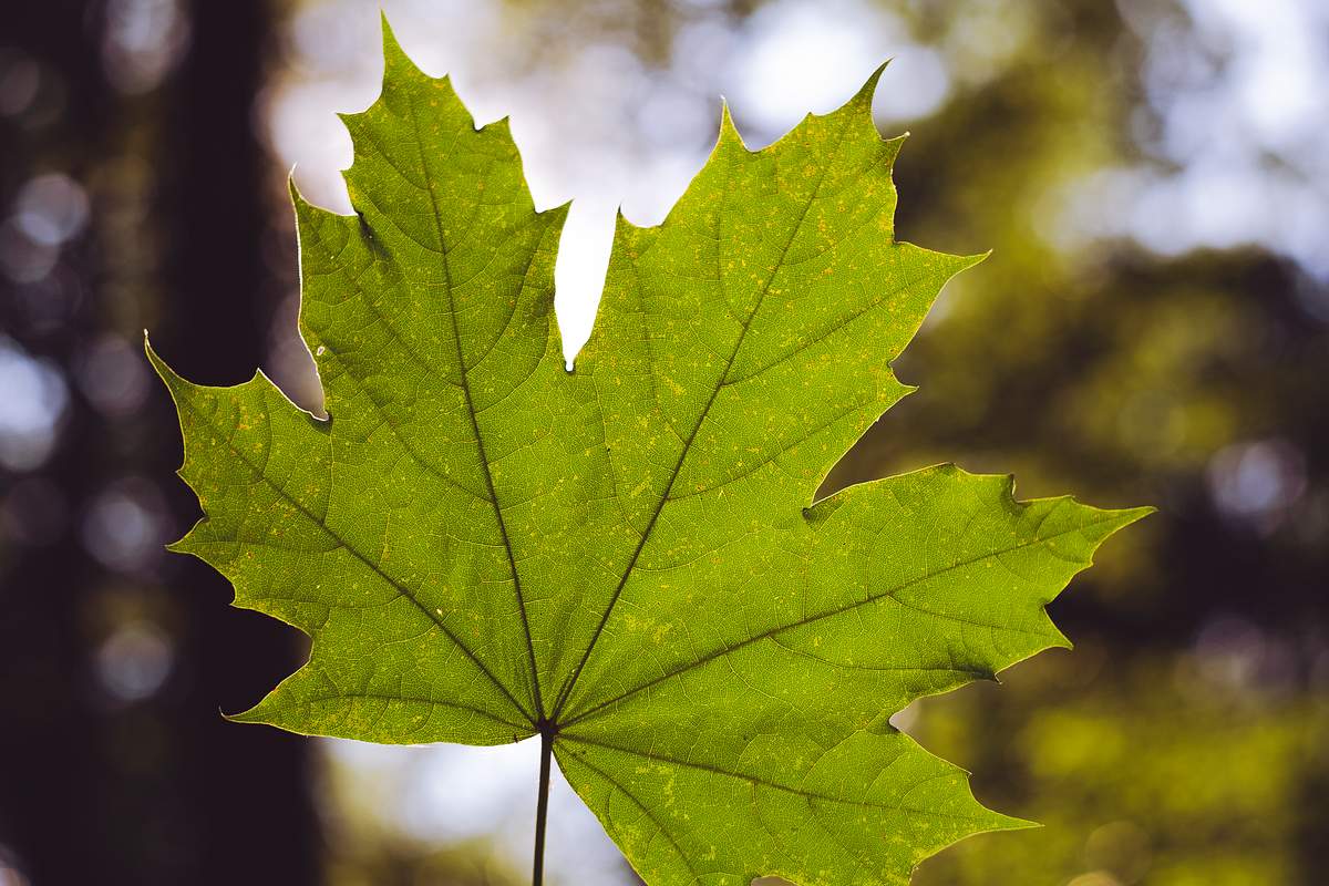Maple Leaf Maple Leaf