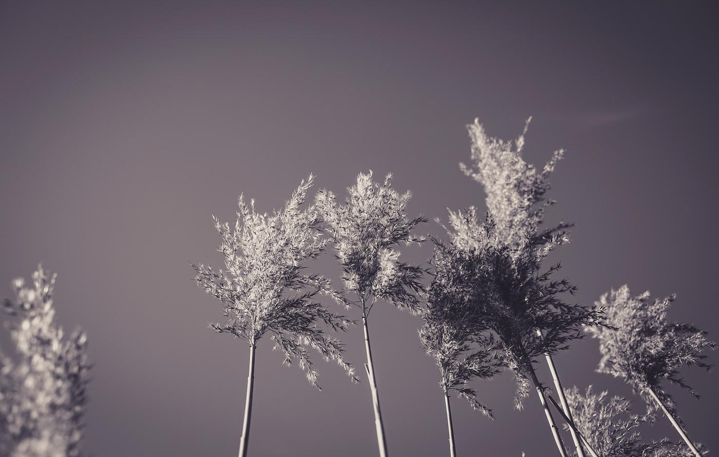 Poaceae during autumn in grayscale Poaceae during autumn in grayscale