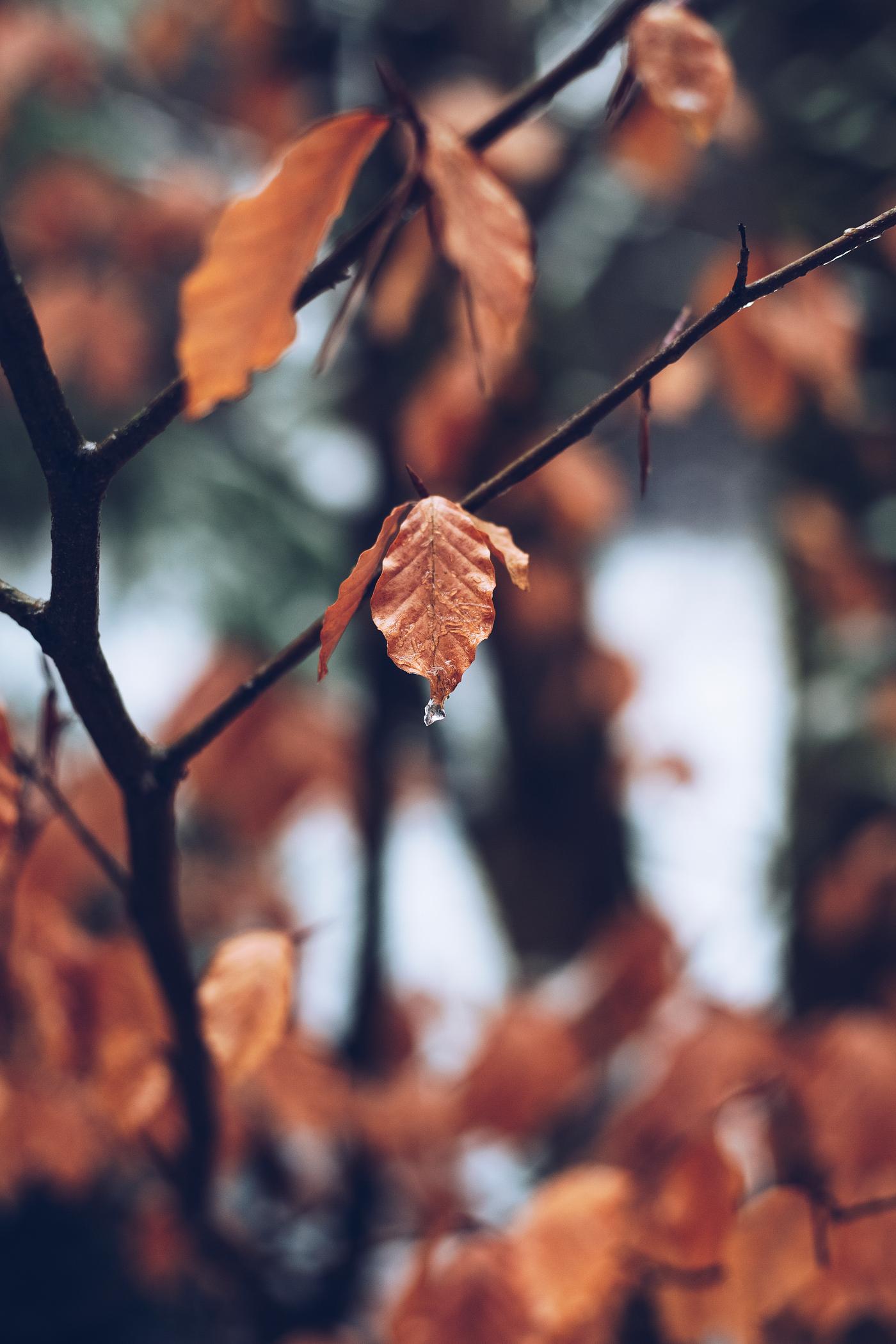 Closeup of red leaves in autumn Closeup of red leaves in autumn