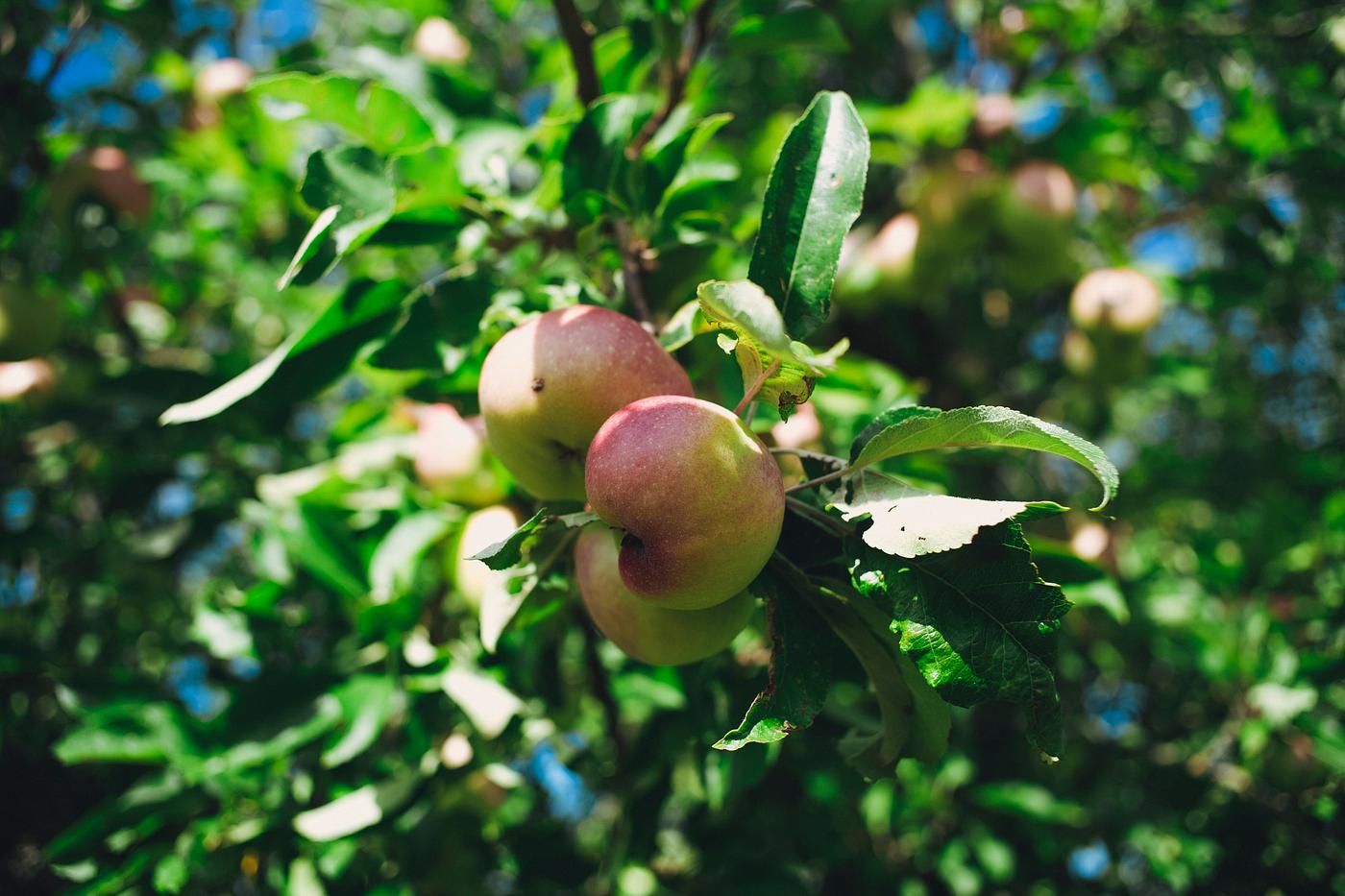 Apples on a tree Apples on a tree