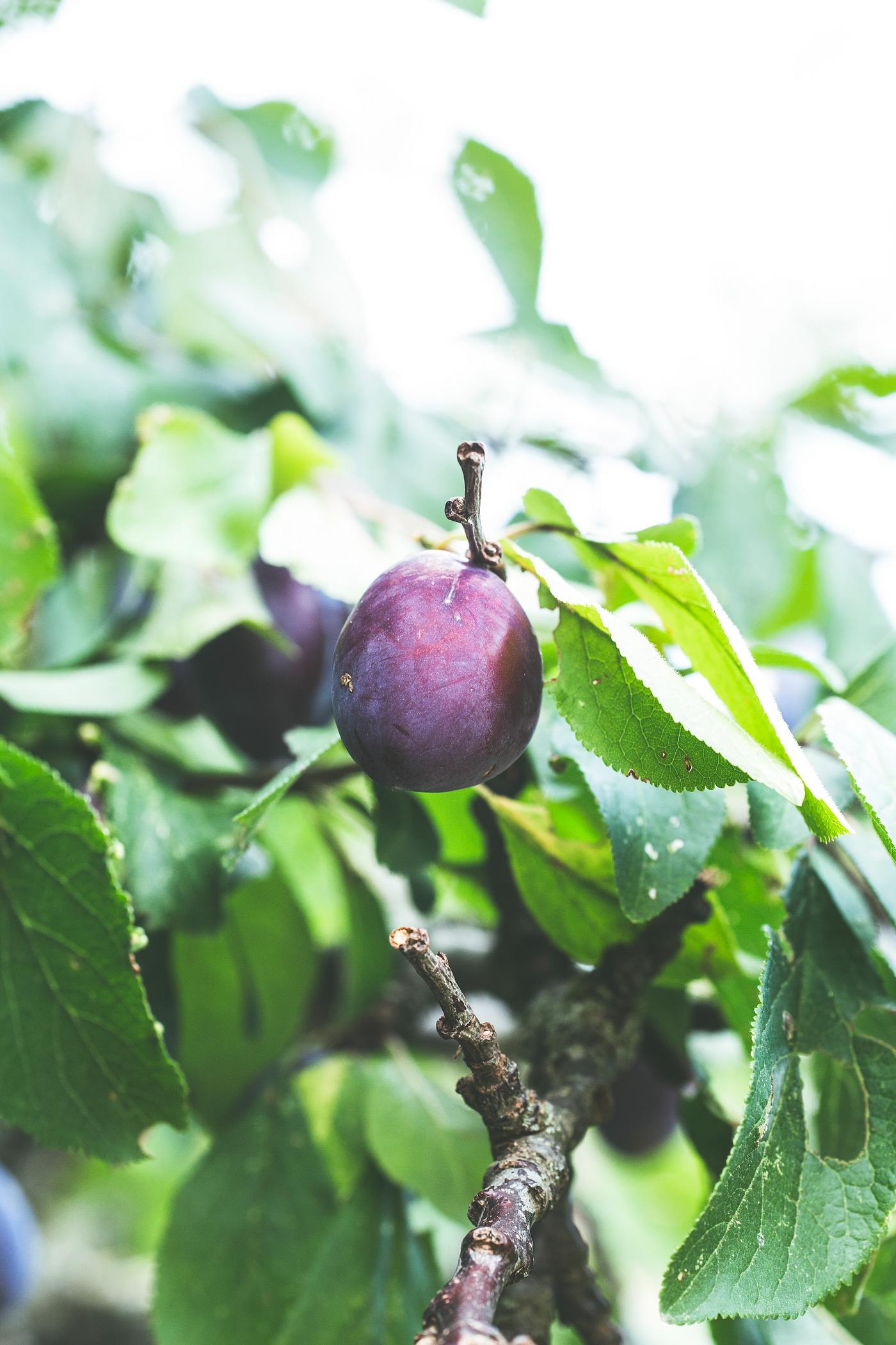 Fresh organic purple plum Fresh organic purple plum