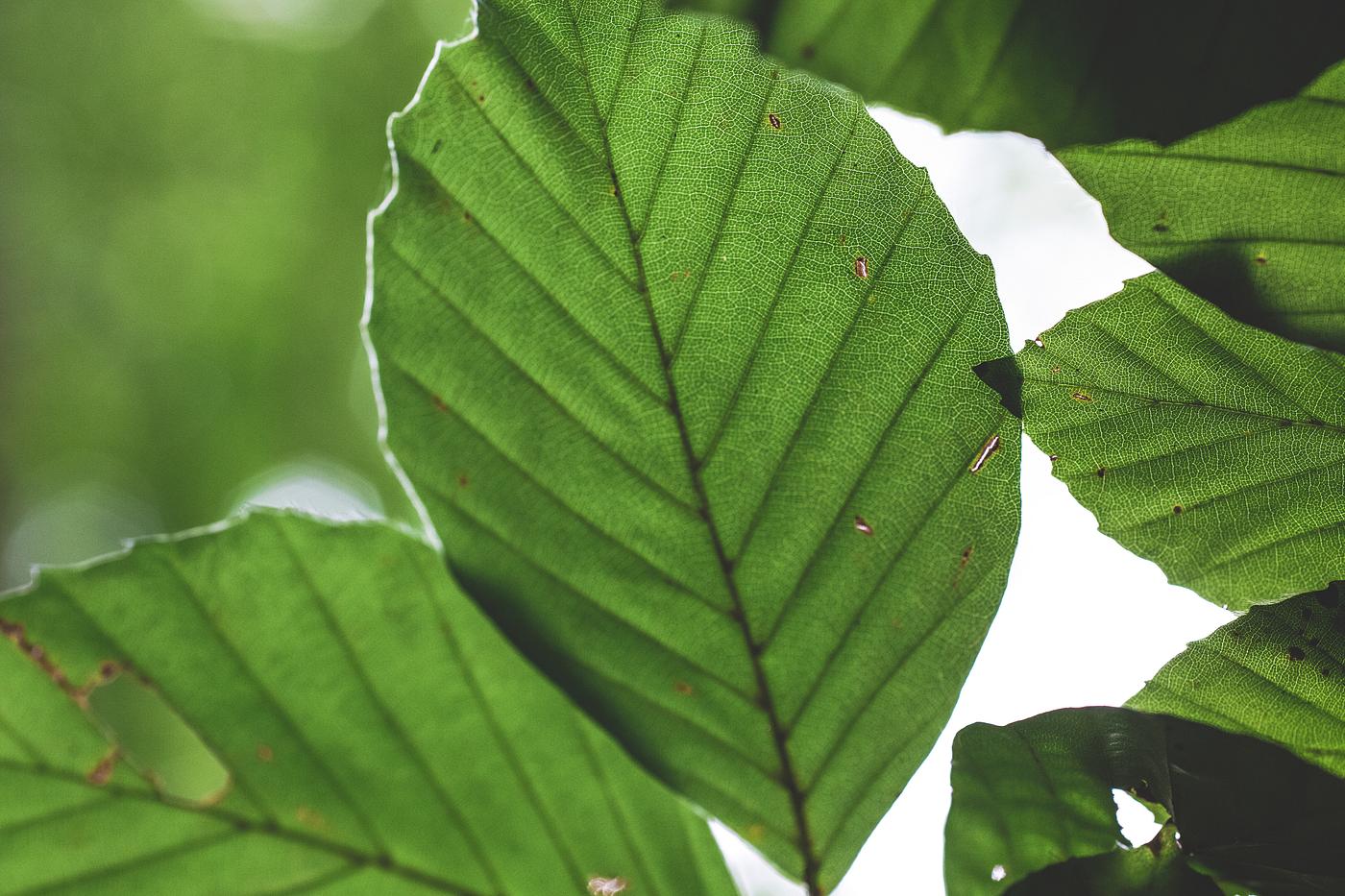 Green detailed leaves texture Green detailed leaves texture