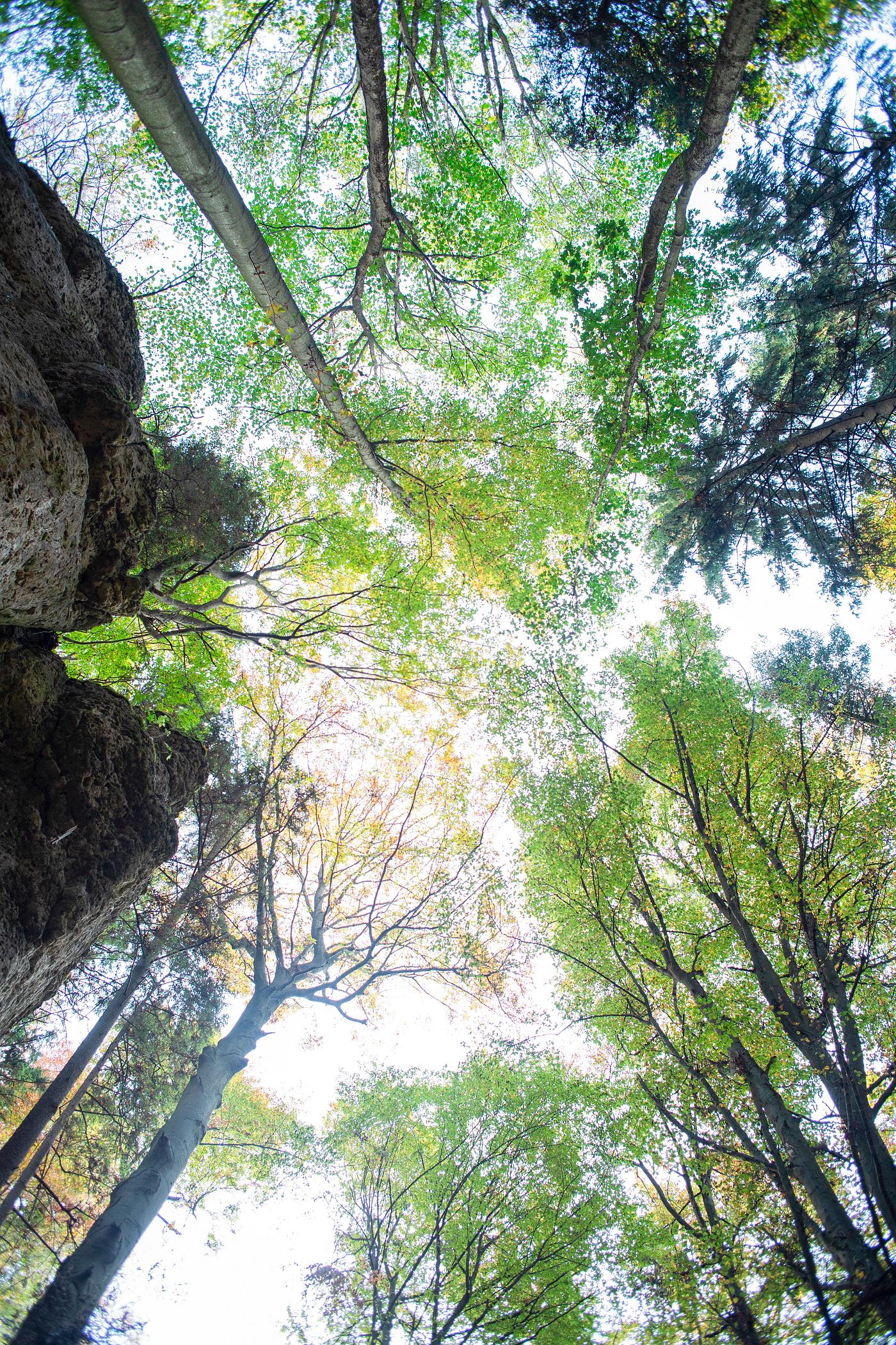 Treetop in Franconian Switzerland Treetop in Franconian Switzerland