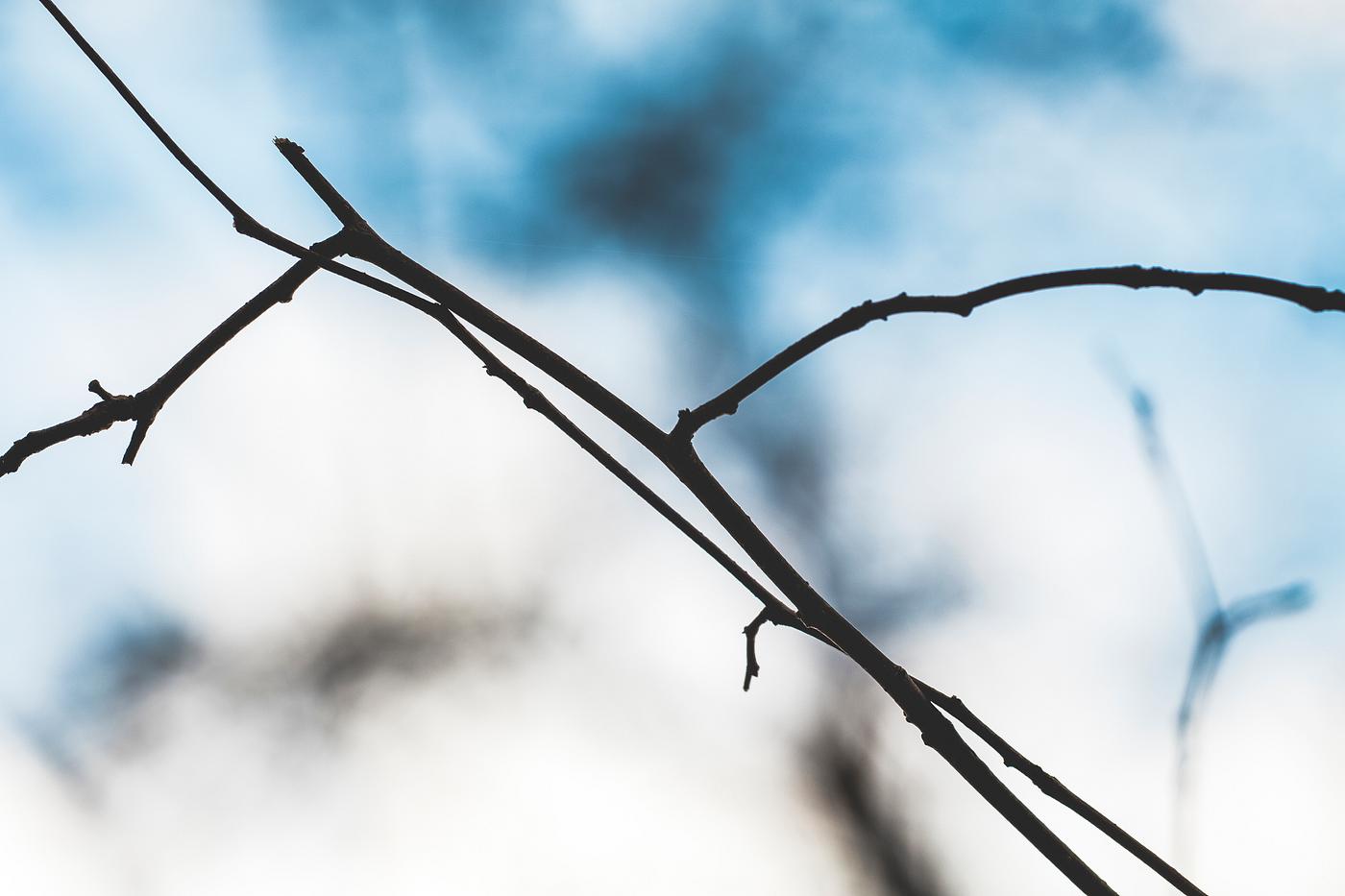 Brown branch under the blue sky Brown branch under the blue sky