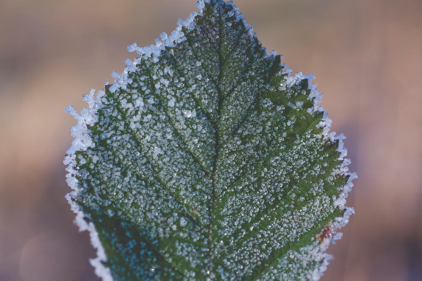 Frozen icy winter leaf Frozen icy winter leaf