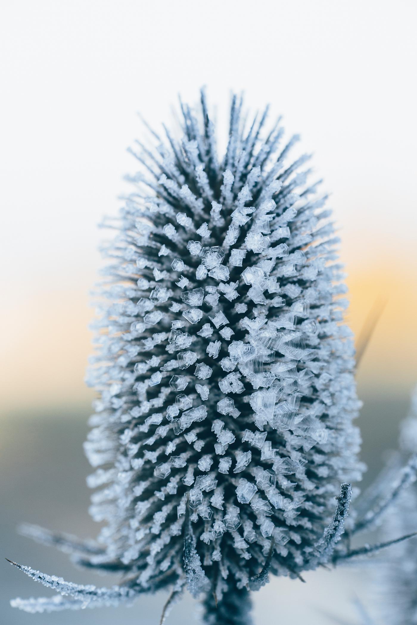 Icy frozen plant Icy frozen plant