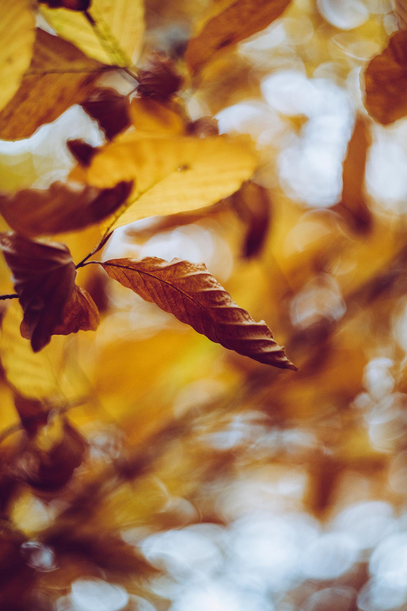 Closeup of yellow leaves in autumn Closeup of yellow leaves in autumn