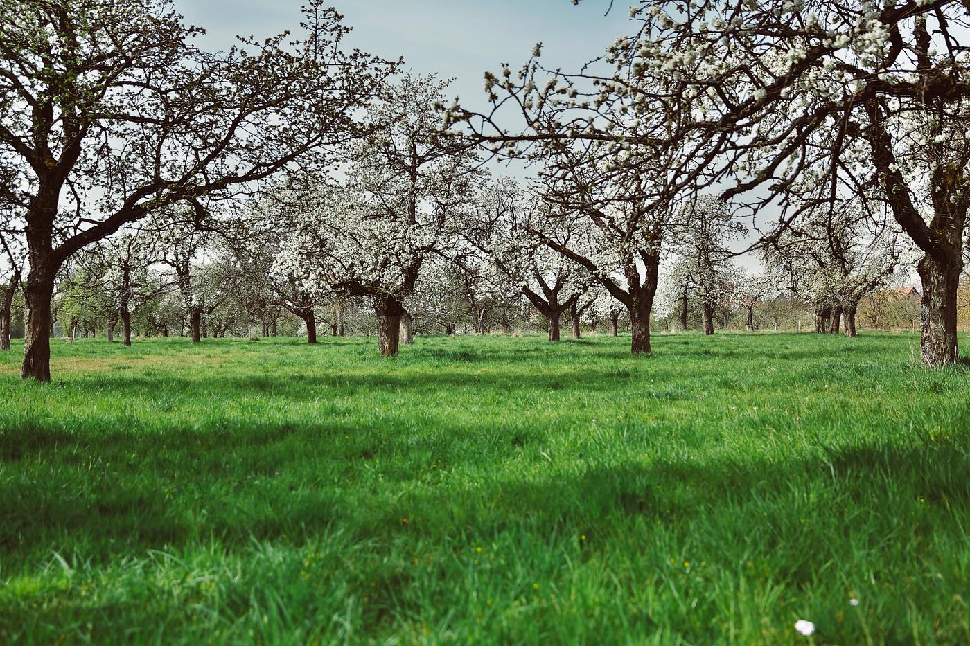 View of cherry trees field View of cherry trees field