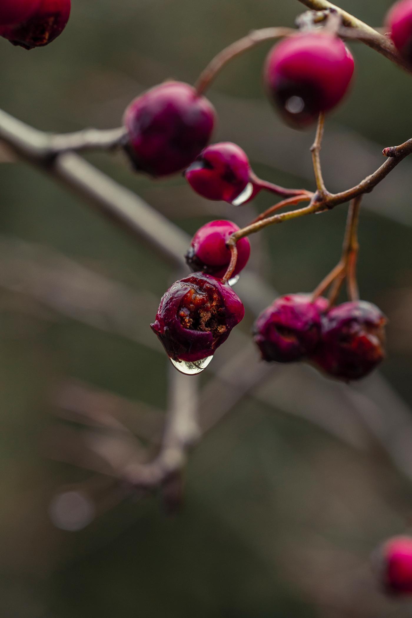 Closeup of red berries Closeup of red berries