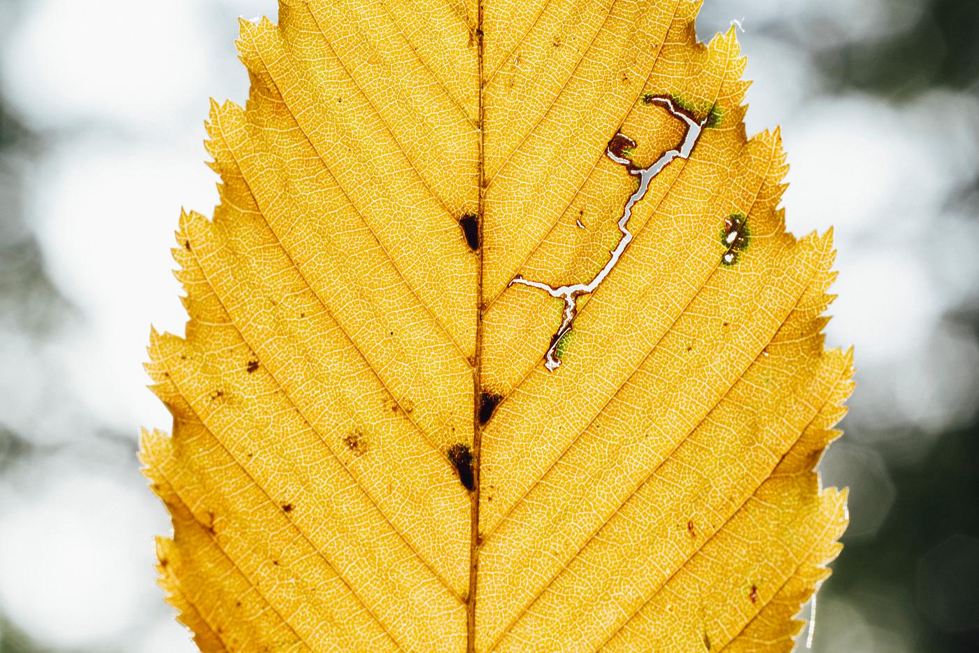 Yellow leaf in the fall Yellow leaf in the fall