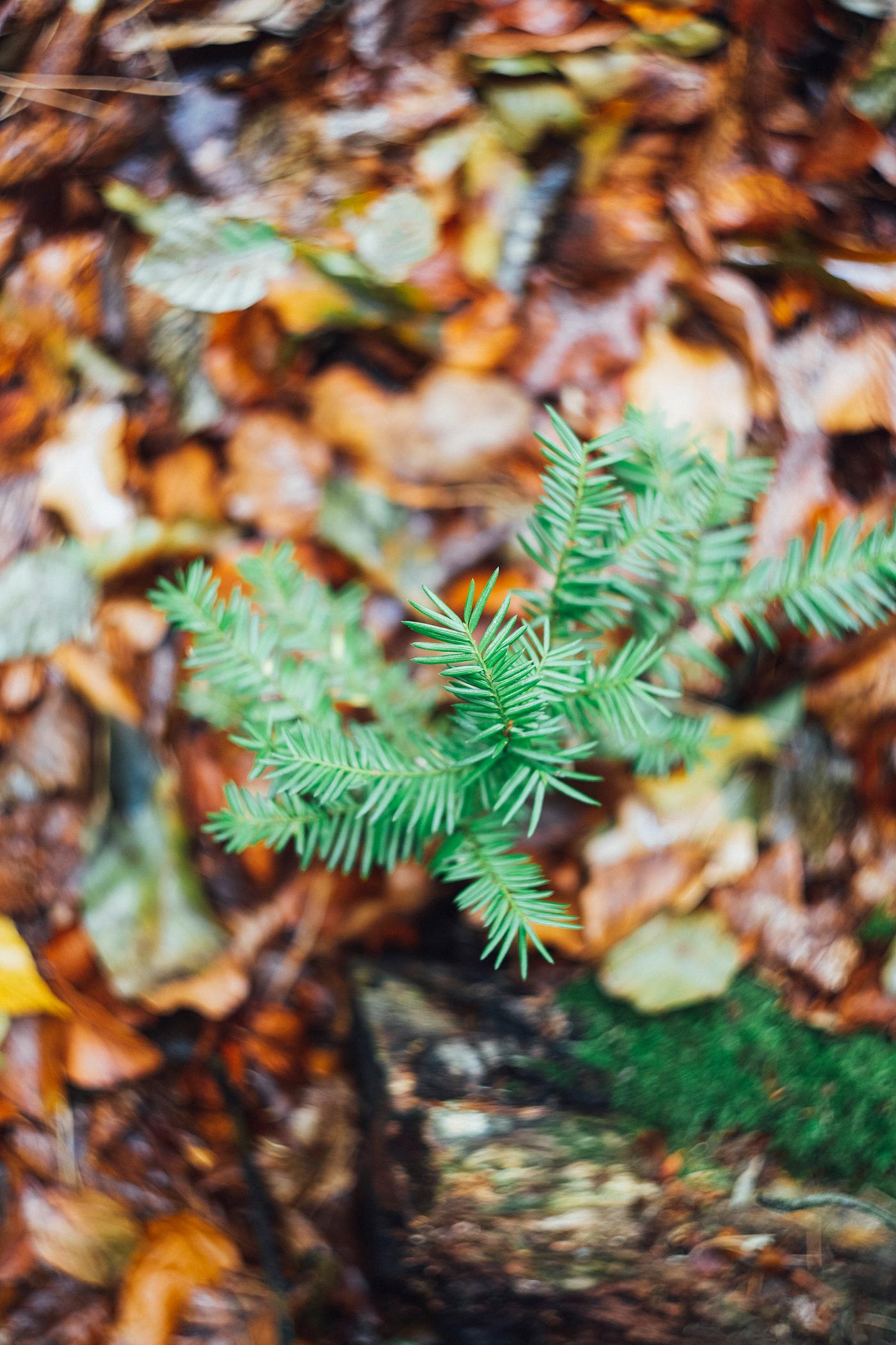 Tiny pine tree growing in the forest Tiny pine tree growing in the forest