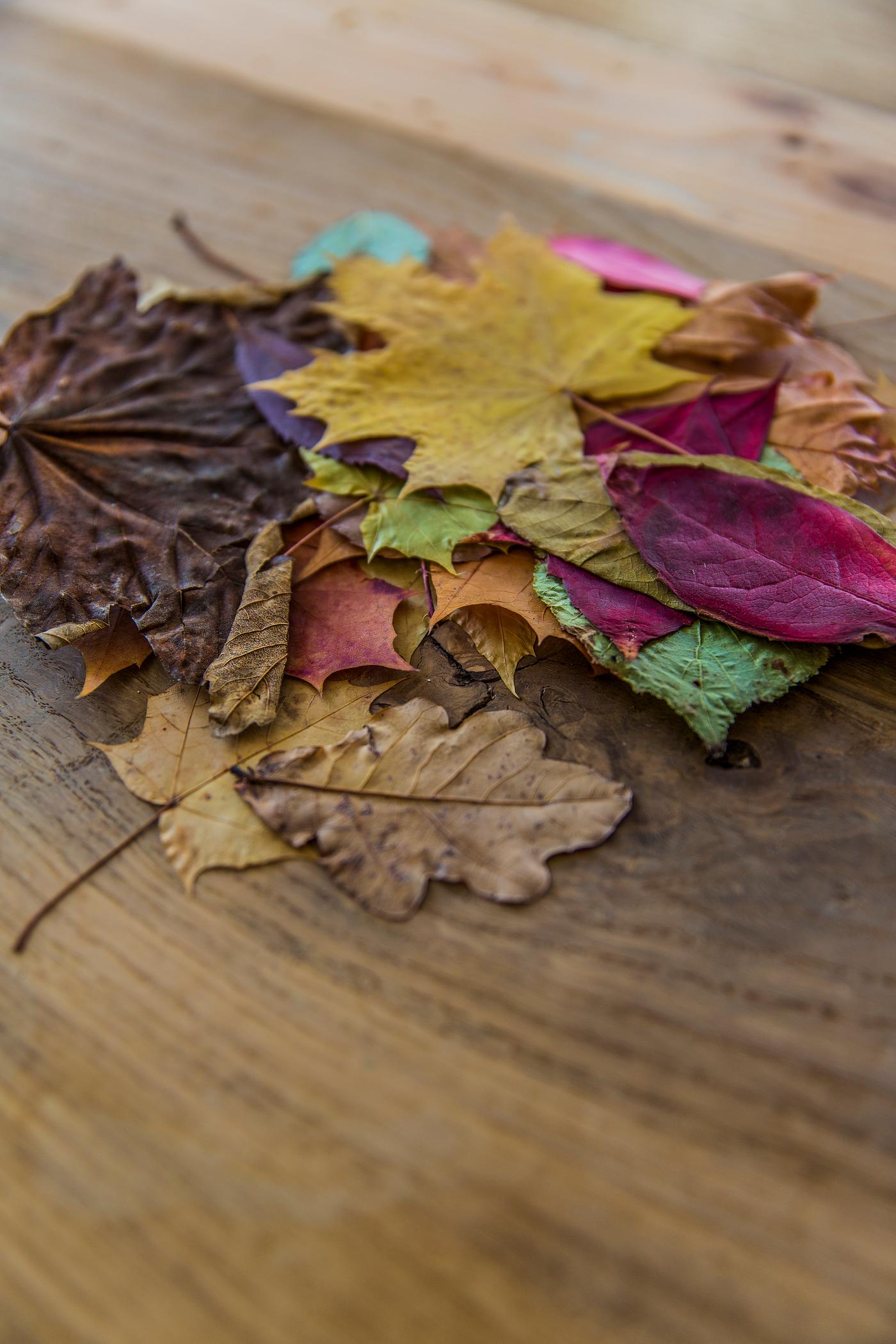 Stack of colorful autumn leaves Stack of colorful autumn leaves