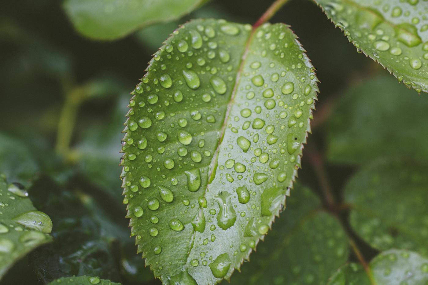 Closeup of green leaves with droplets after rain Closeup of green leaves with droplets after rain