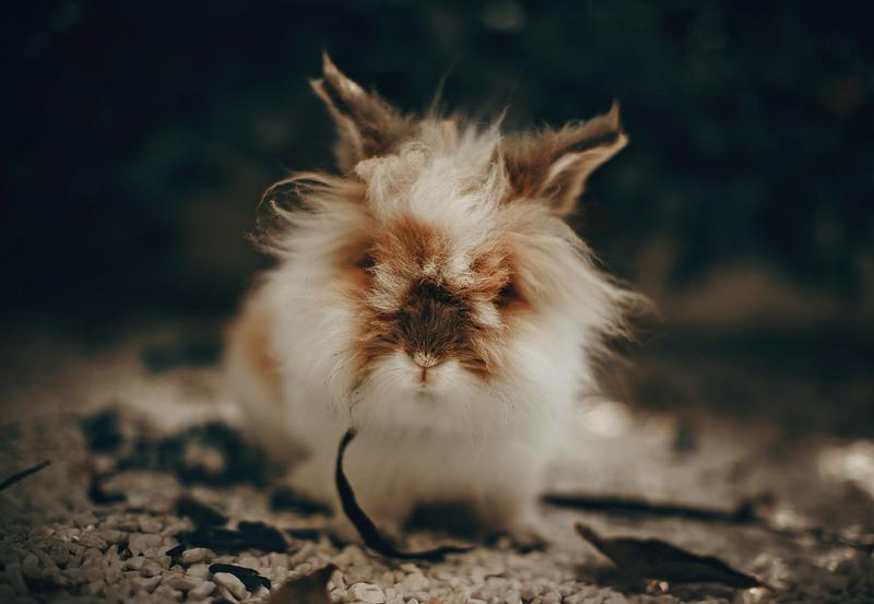 Search Free Stock Photos Psd Mockups Vectors Rawpixel