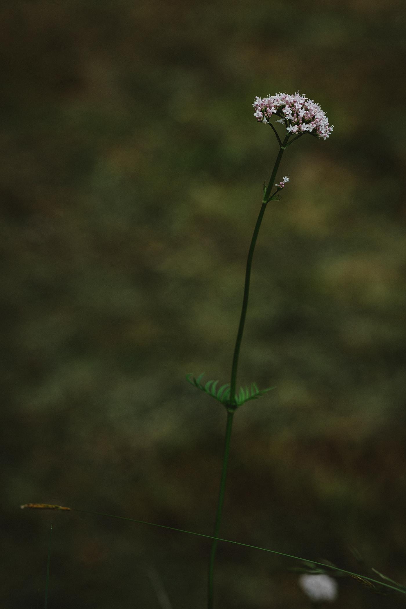Meadow flower Meadow flower