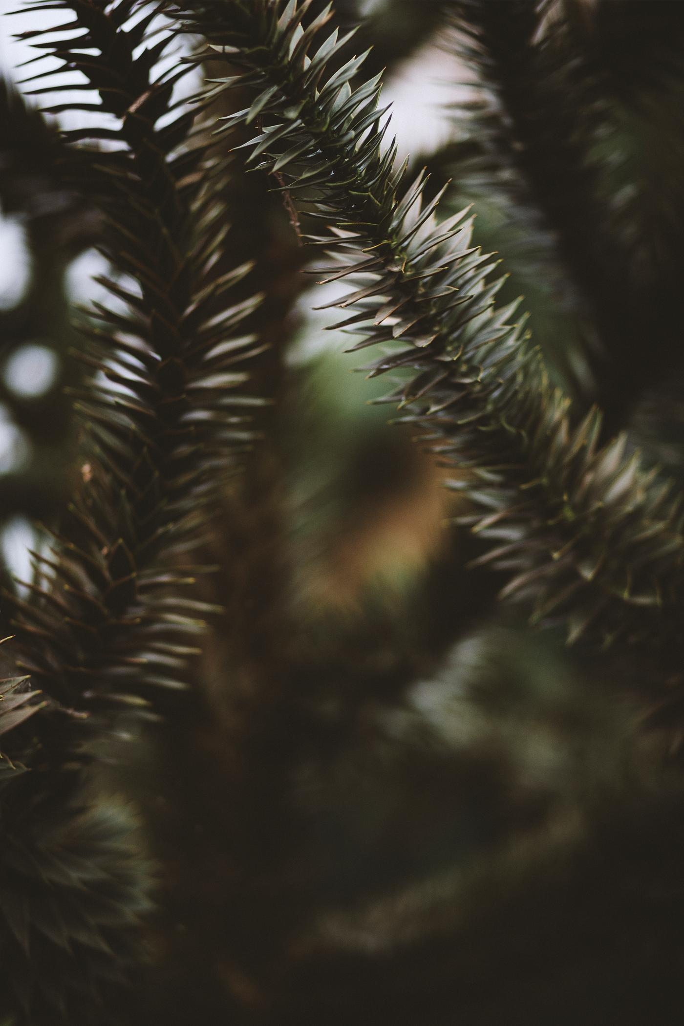 Prehistoric spruce Prehistoric spruce