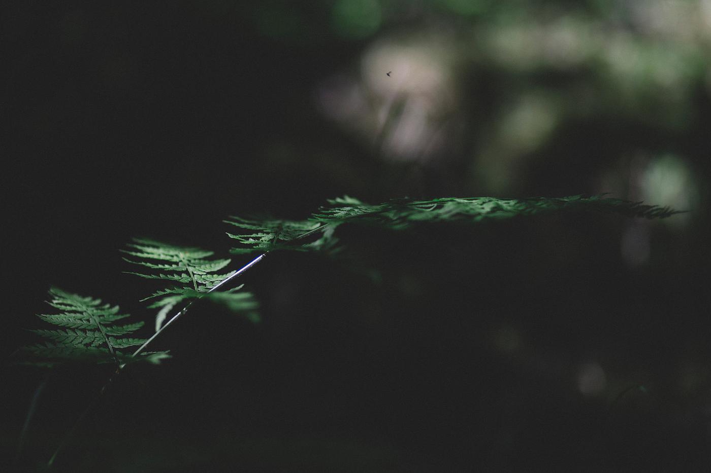 Fern leaf Fern leaf