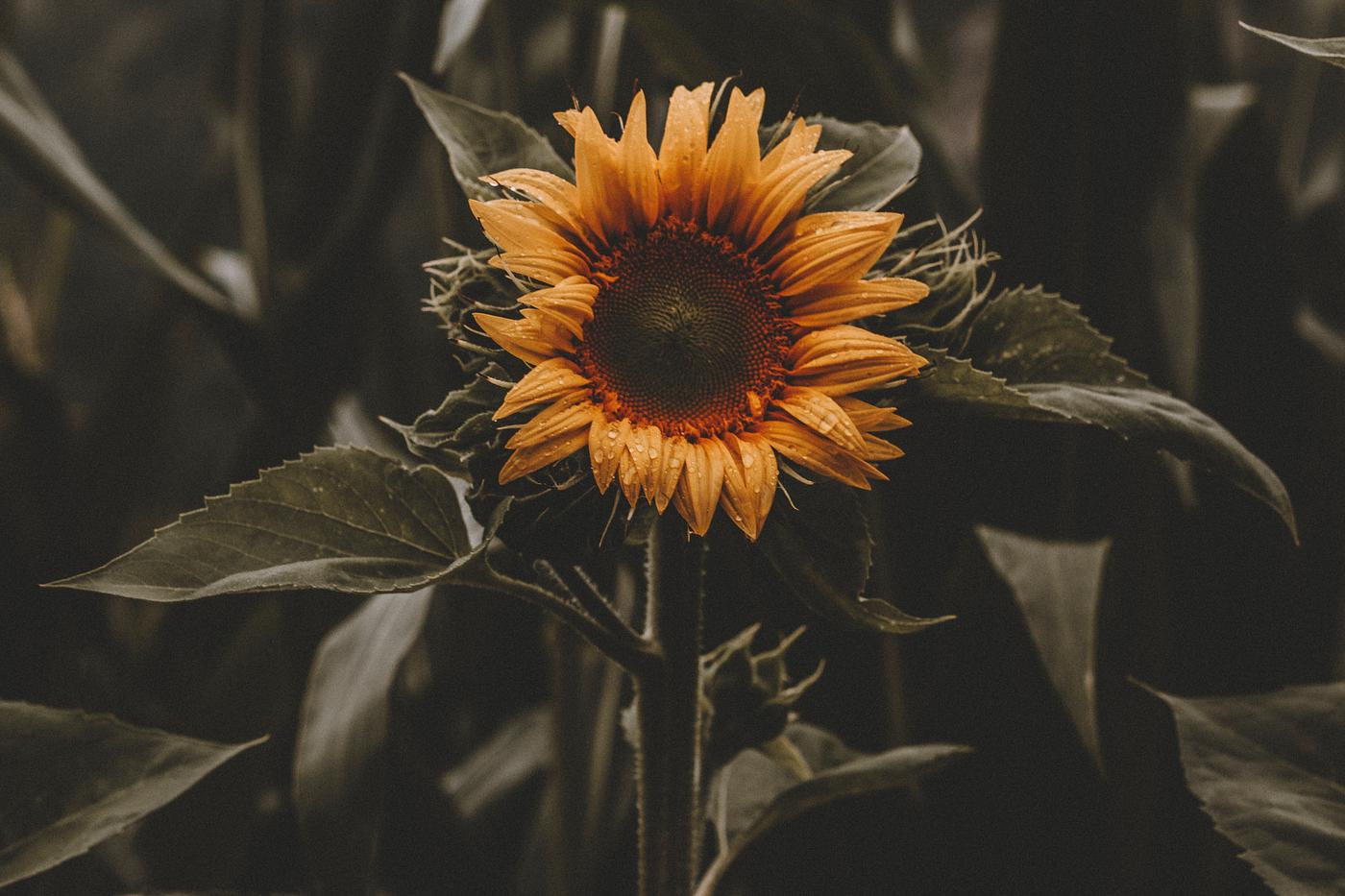 Sunflower after the rain Sunflower after the rain