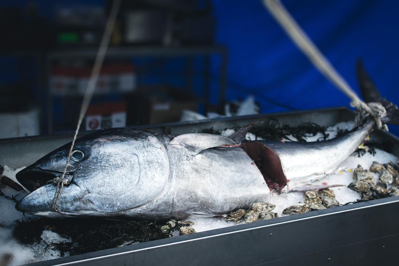 A fresh tuna at a fish market A fresh tuna at a fish market