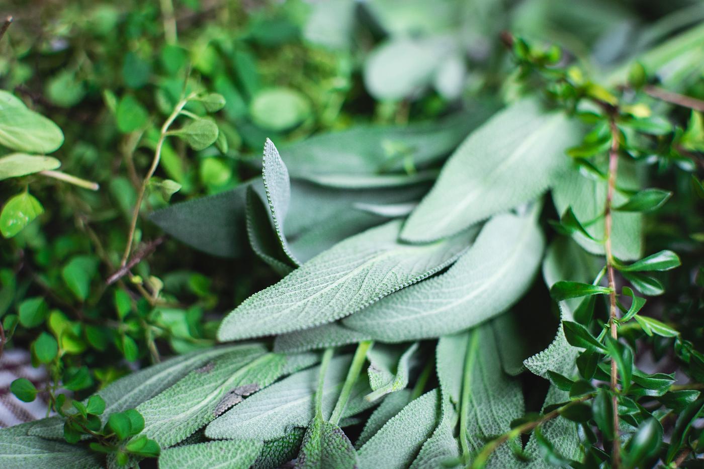 Different types of fresh herbs Different types of fresh herbs