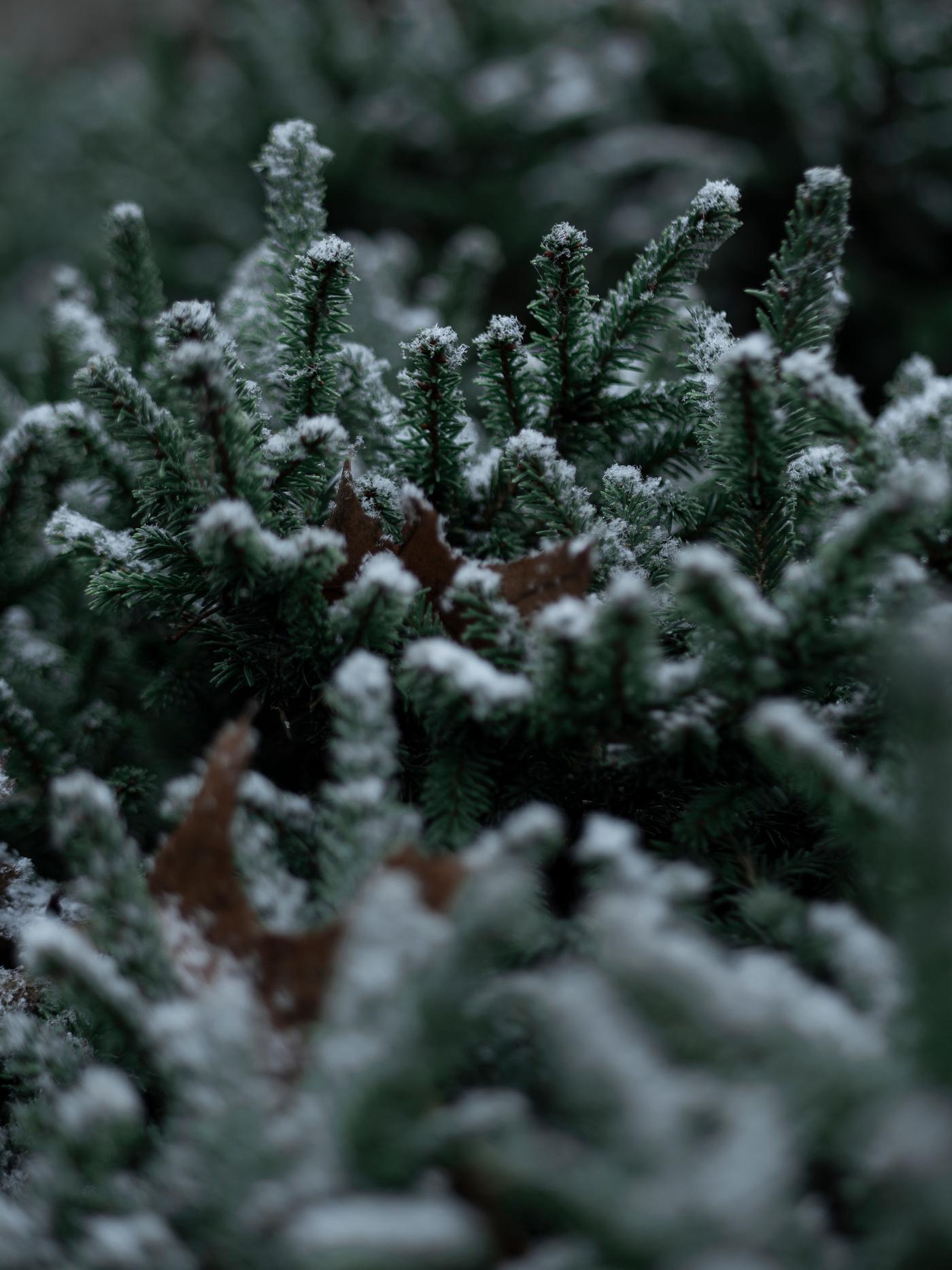 Close up of spruce branches with snow Close up of spruce branches with snow