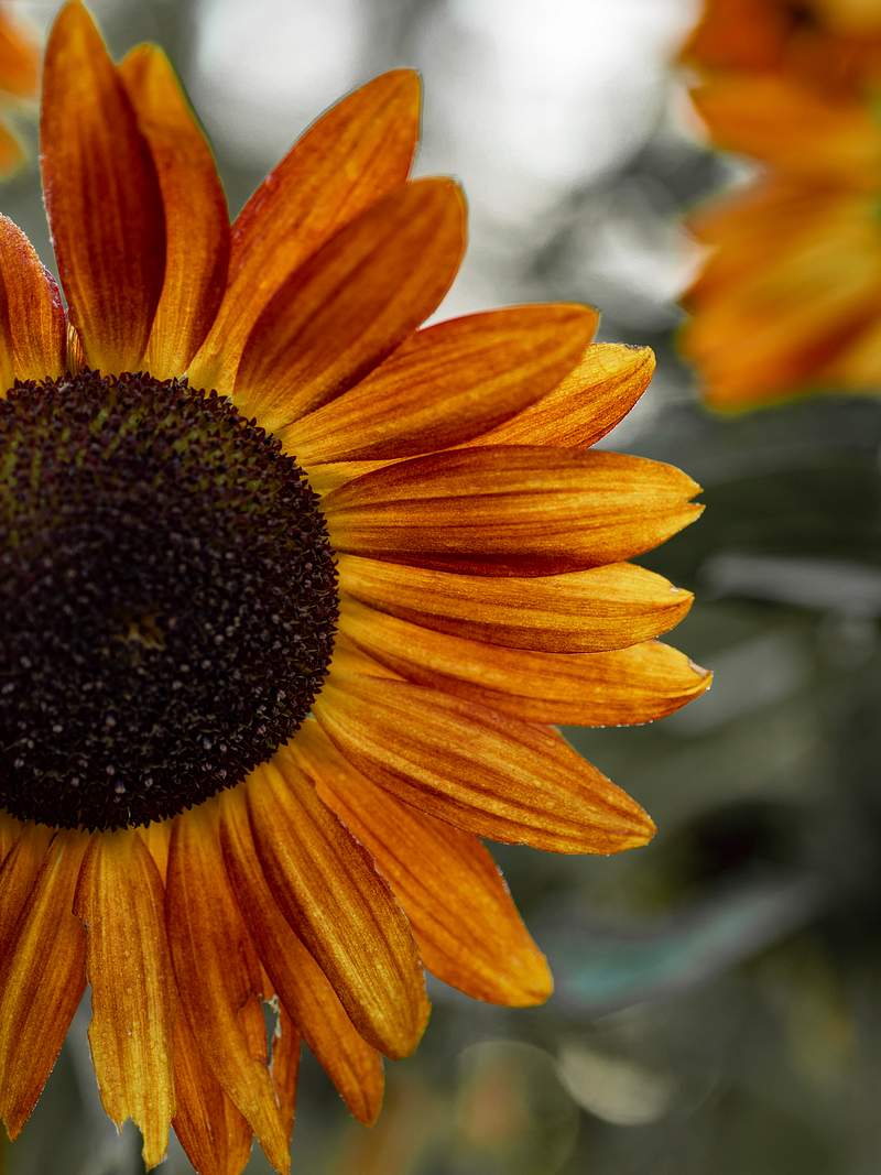 images Copyright Free Images Of Flowers flowers images royalty free stock