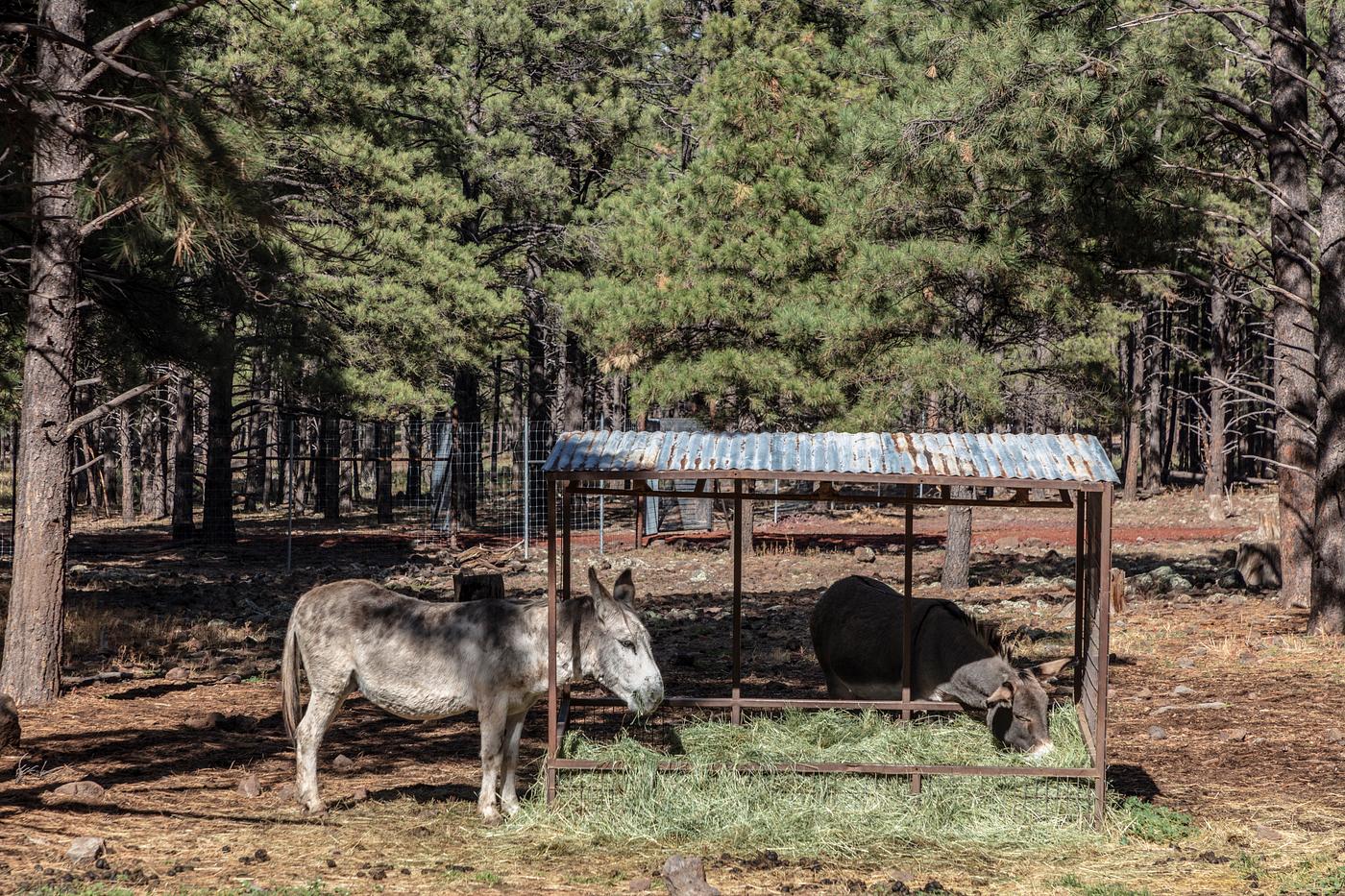 Carol M. Highsmith’s Arizona Photograph An American burro at Bearizona, a drive-through wildlife park featuring a variety of North American animals outside the...