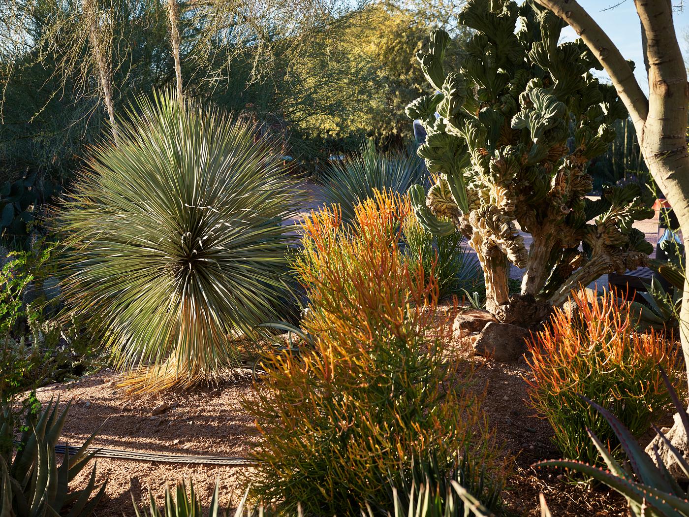Carol M. Highsmith’s Arizona Photograph Plantings at the Desert Botanical Garden, a 140-acre botanical garden in Phoenix, Arizona, that features many examples of...