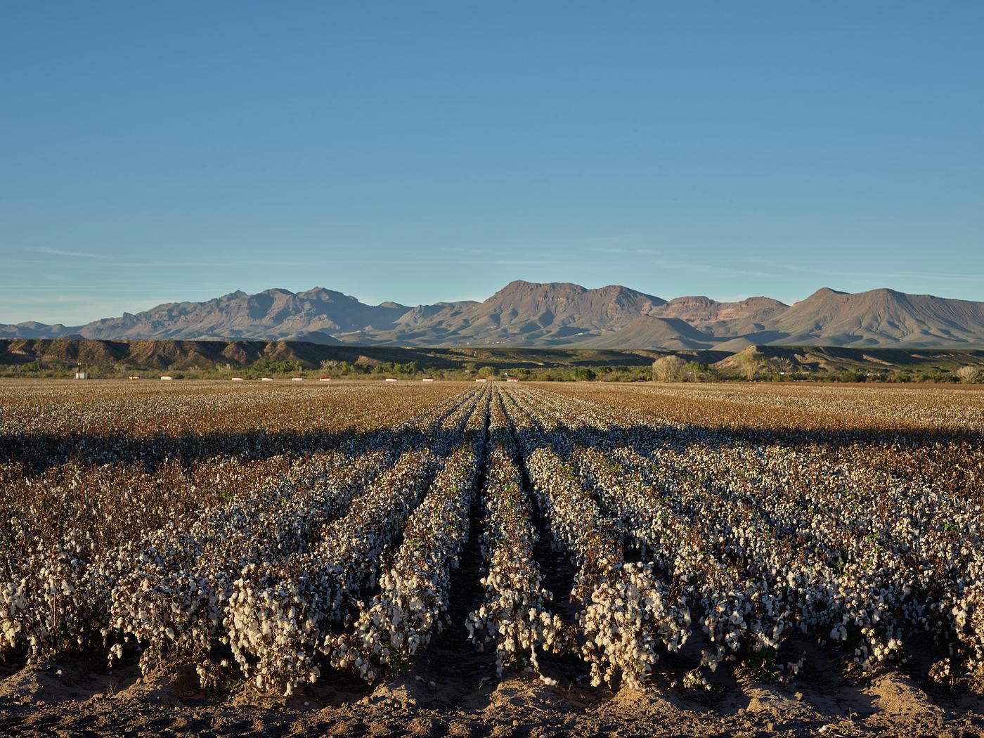 Cotton field near Safford in eastern Arizona. Original image from Carol M. Highsmith’s America, Library of Congress... Cotton field near Safford in eastern Arizona. Original image from Carol M. Highsmith’s America, Library of Congress...