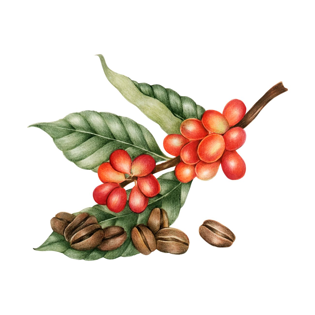 Free Free Coffee Bean Plant Svg 380 SVG PNG EPS DXF File
