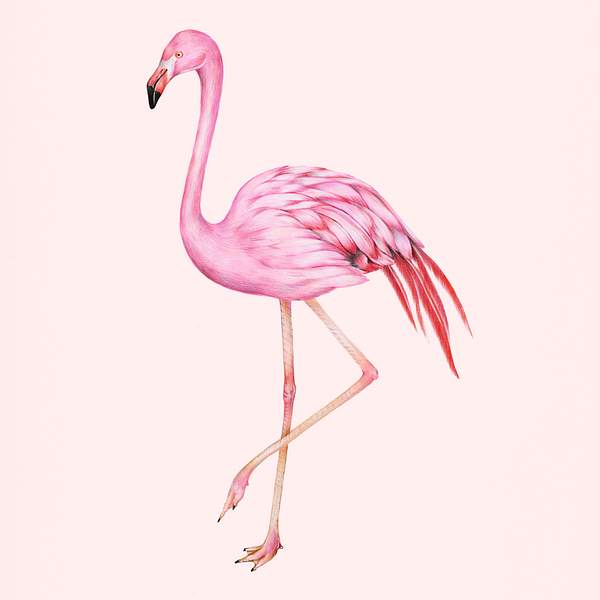 Hand Drawn Pink Flamingo Illustration Royalty Free Illustration