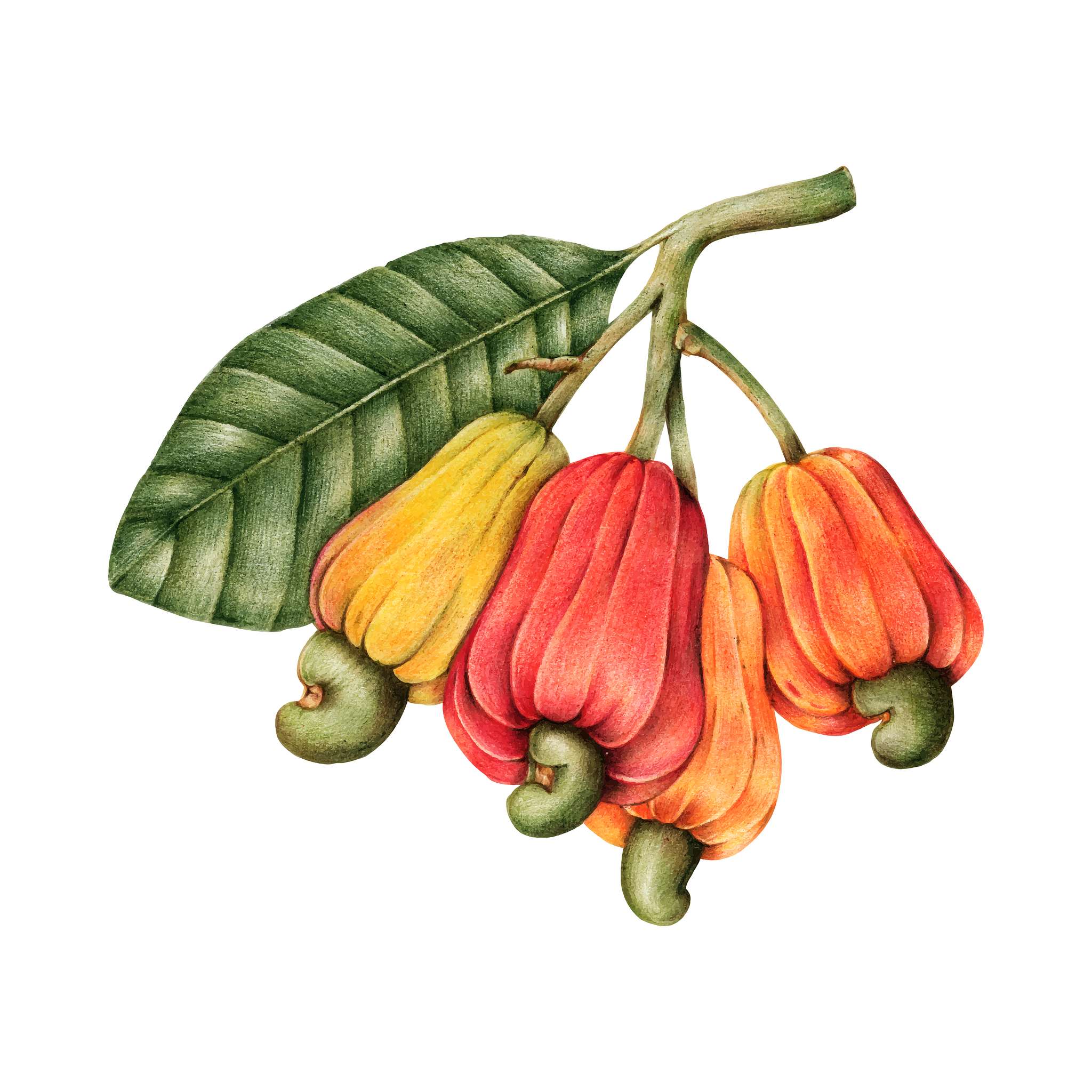 Hand drawn cashew nut and fruits ID 410148