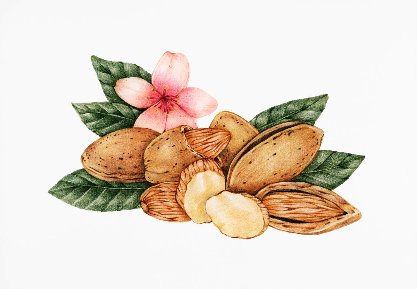 Hand drawn sketch of almonds | Royalty free illustration - 410143