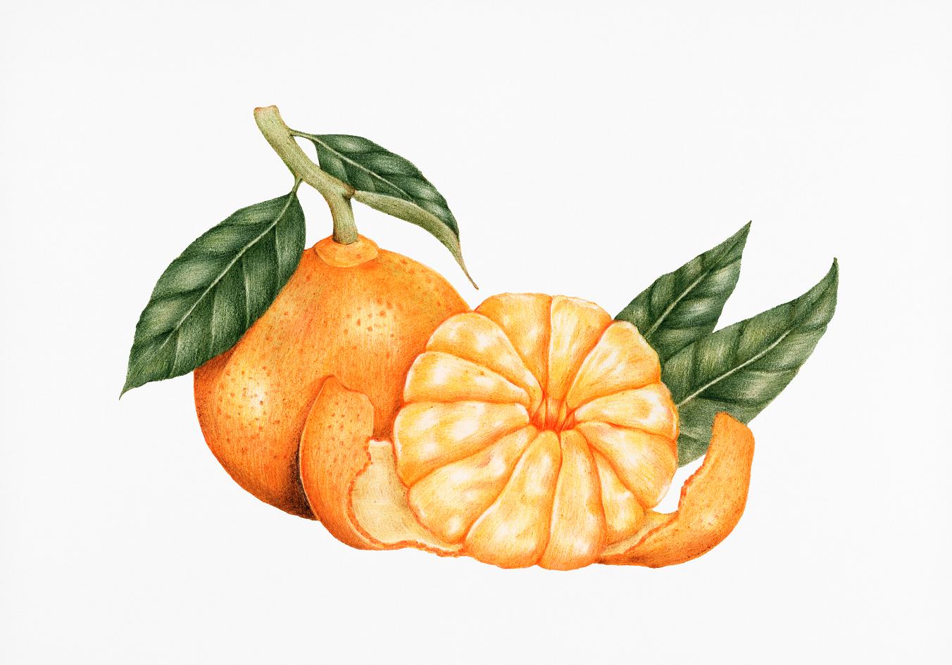 Мандарин иллюстрация