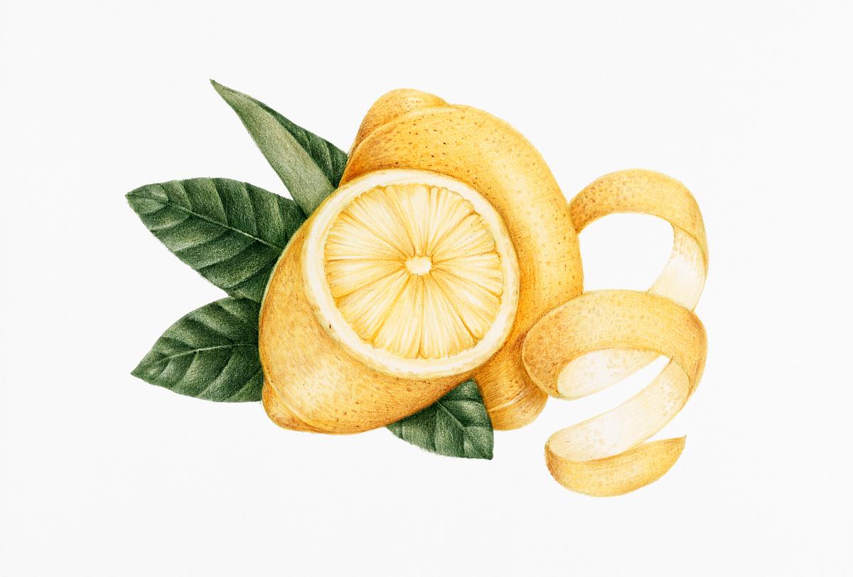 Vintage lemon drawing | Royalty free stock illustration ... Vintage lemon drawing | Royalty free stock illustration ...