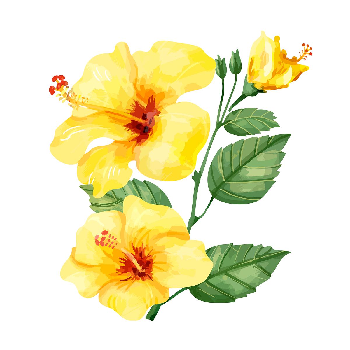 Download Hand drawn yellow hibiscus flower | Royalty free stock ...