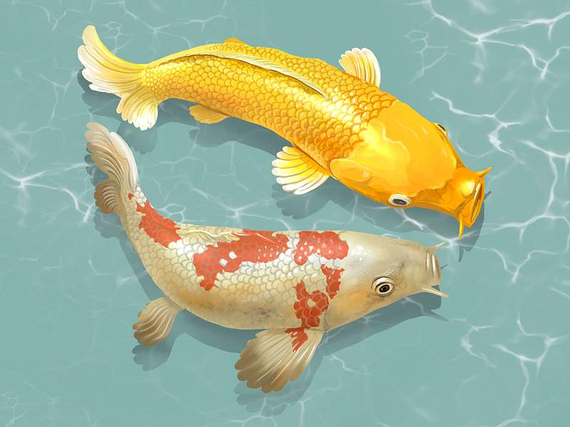Two Japanese Koi fish swimming | Premium Photo - rawpixel