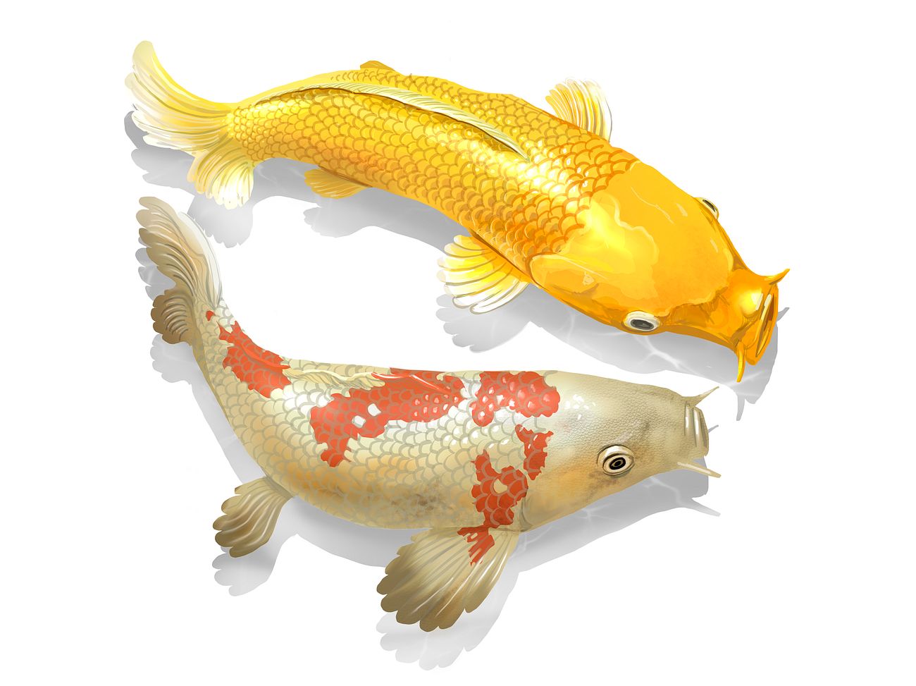 Two Japanese Koi fish swimming | Premium PSD - rawpixel