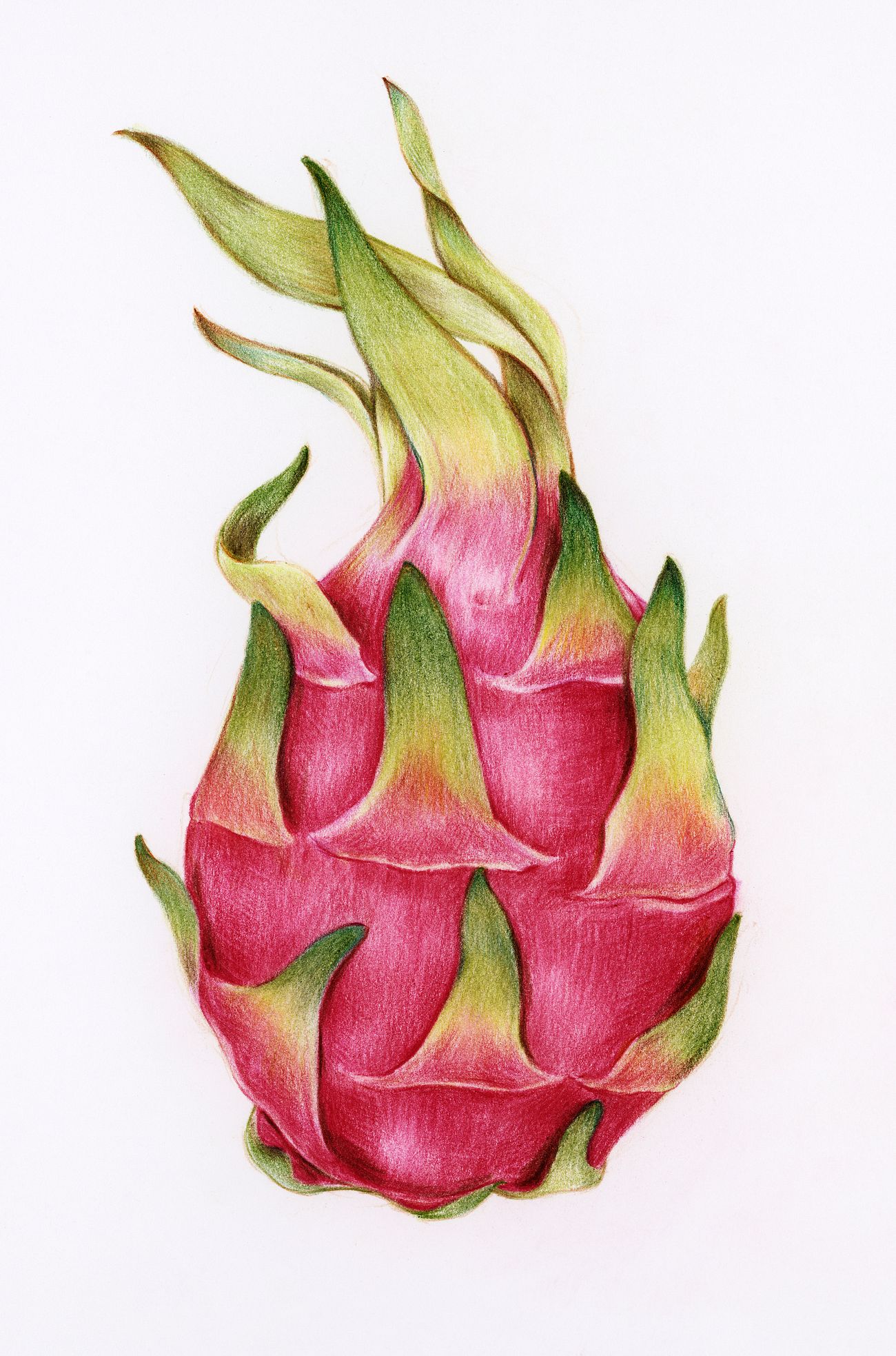 Hand drawn dragon fruit illustration Free Photo rawpixel
