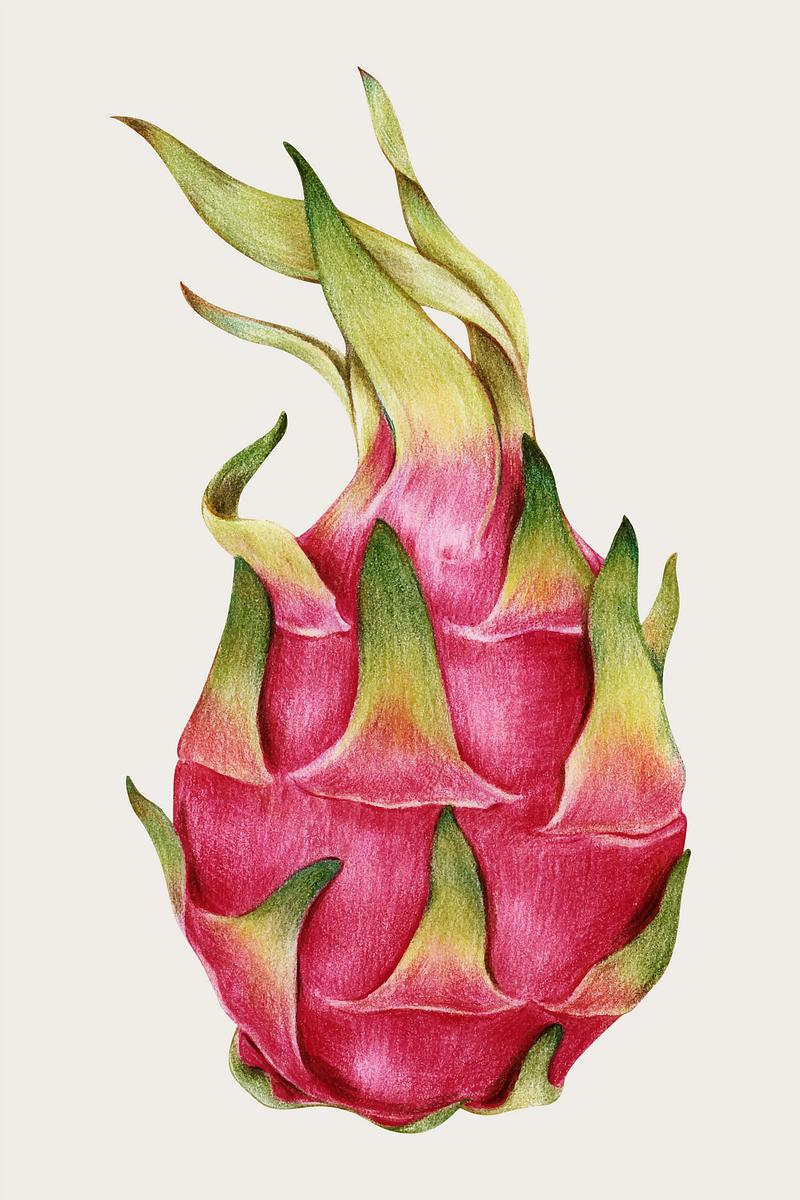 Fresh dragon fruit vector hand-drawn | Premium Vector Illustration