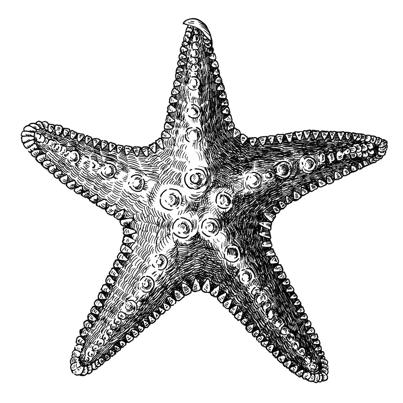 Hand drawn sea starfish isolated | Free illustration - 406690