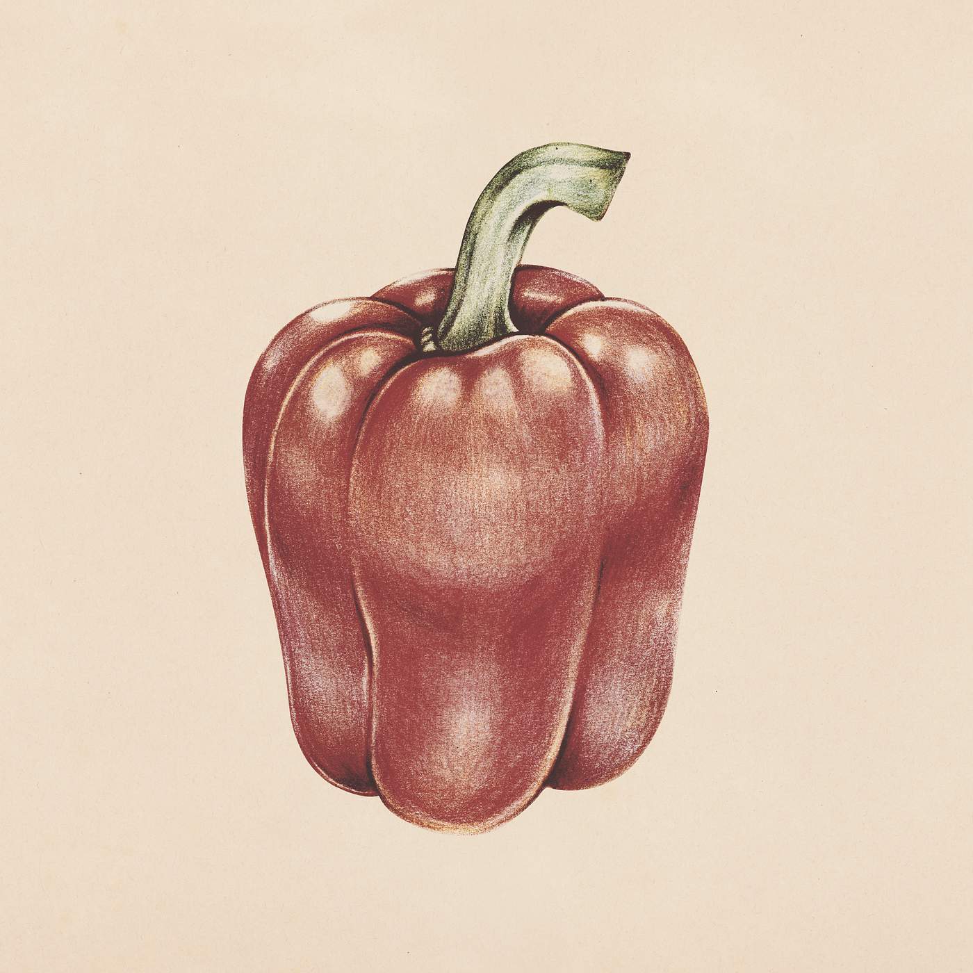 Hand drawn red bell pepper illustration | Royalty free illustration