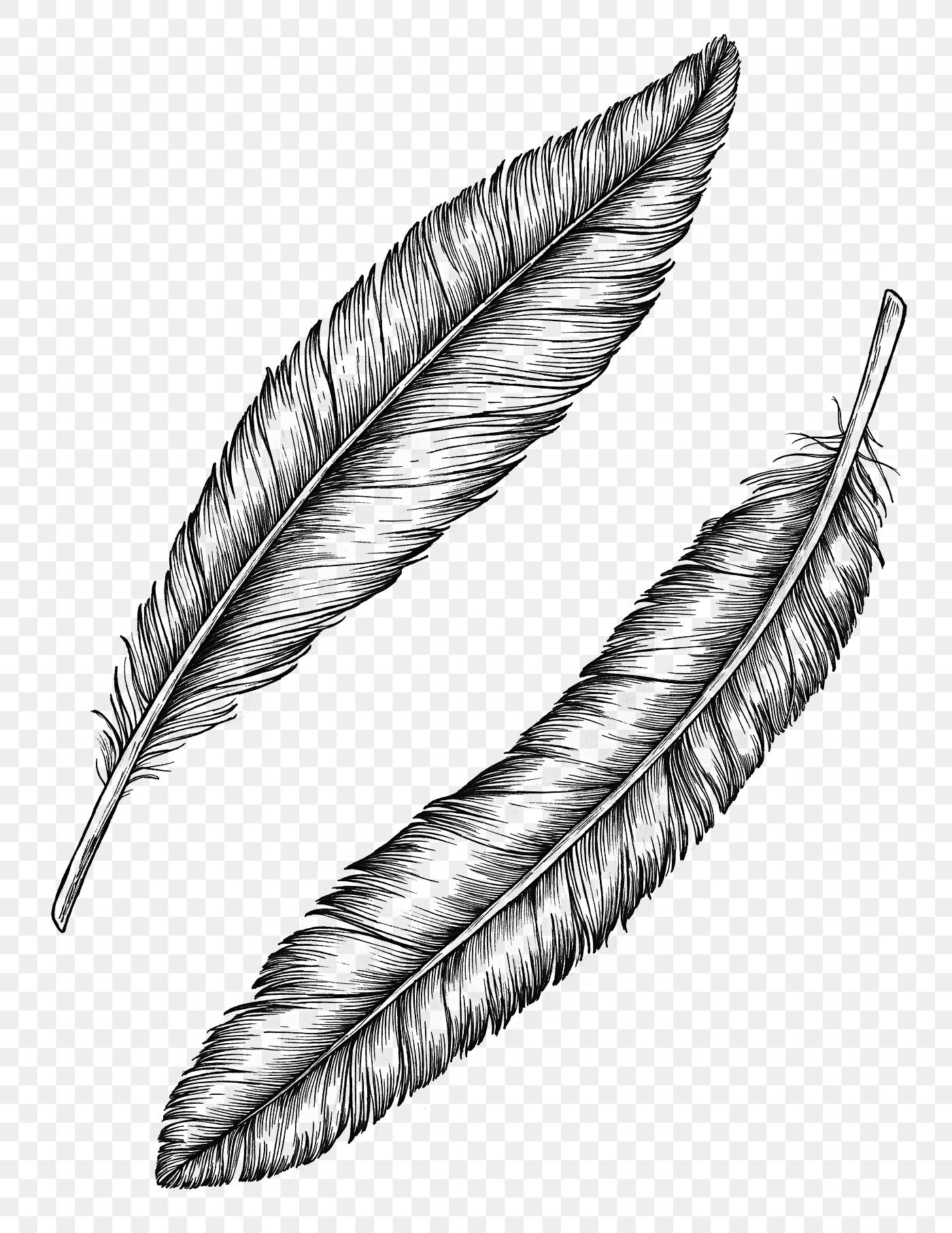 Feathers ink drawing | Free stock illustration - 1200198 Feathers ink drawing | Free stock illustration - 1200198