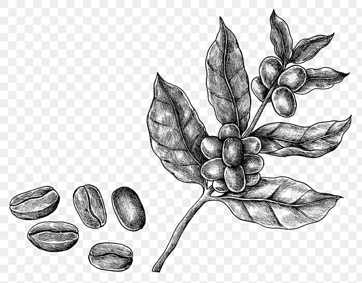 Fresh coffee beans ink drawing Free stock illustration